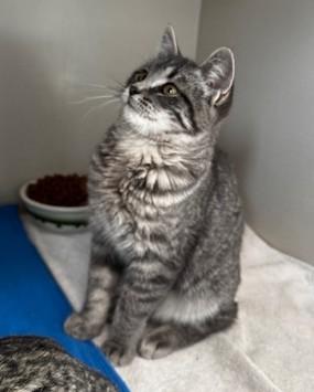Blossom, Bubbles and Buttercup, a Adoptable Domestic Short Hair in Hutchinson, MN image 6/6