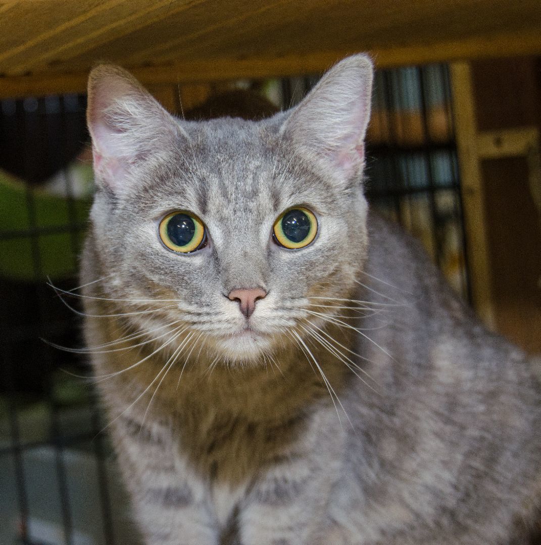 Enlarge Missy, a Adoptable Domestic Short Hair in Myrtle Beach, SC image 2/5