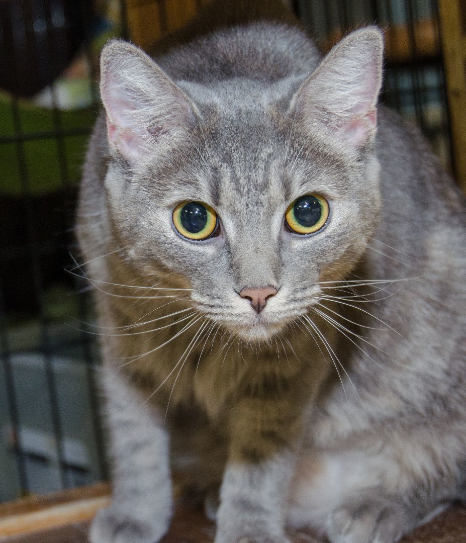 Enlarge Missy, a Adoptable Domestic Short Hair in Myrtle Beach, SC image 3/5