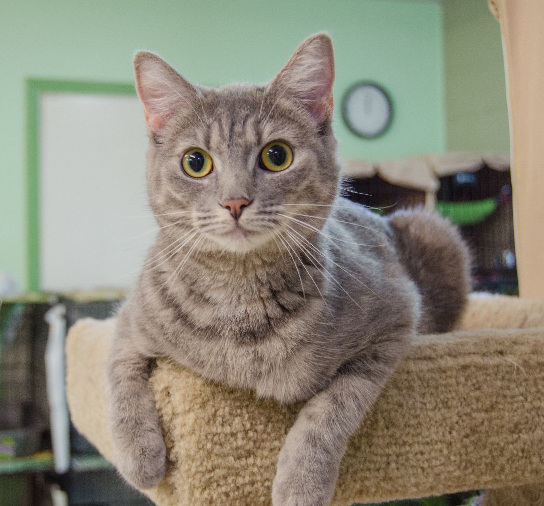 Enlarge Missy, a Adoptable Domestic Short Hair in Myrtle Beach, SC image 4/5
