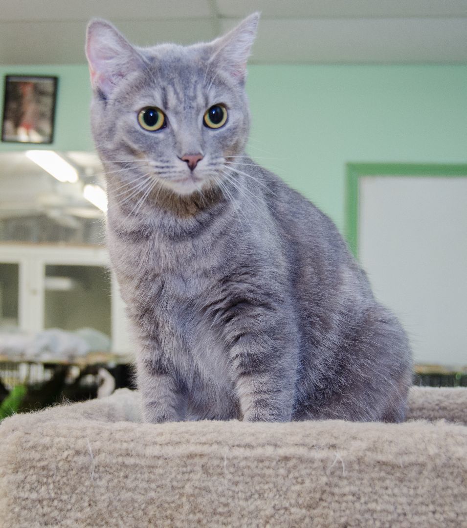 Enlarge Missy, a Adoptable Domestic Short Hair in Myrtle Beach, SC image 5/5