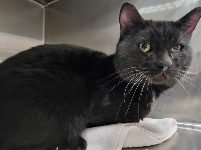 FELIZ, Adoptable, Adult Male Domestic Short Hair.