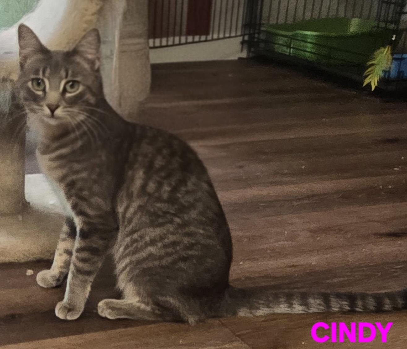 Cindy, Adoptable, Young Female Domestic Short Hair.