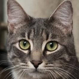 Enlarge Cindy, a Adoptable Domestic Short Hair in Buhl, ID image 2/4