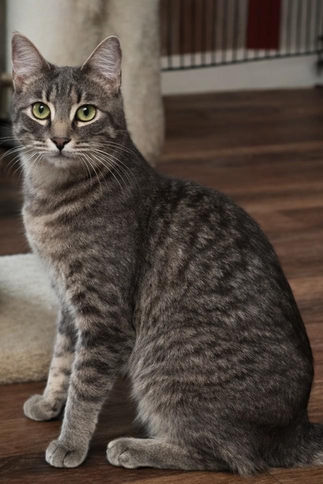 Enlarge Cindy, a Adoptable Domestic Short Hair in Buhl, ID image 3/4
