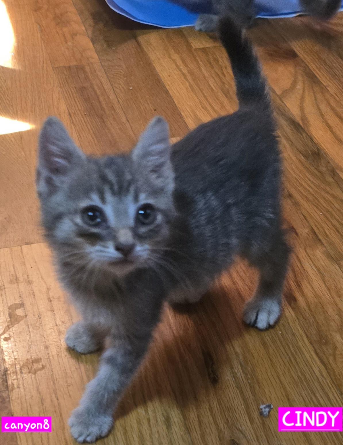 Enlarge Cindy, a Adoptable Domestic Short Hair in Buhl, ID image 4/4