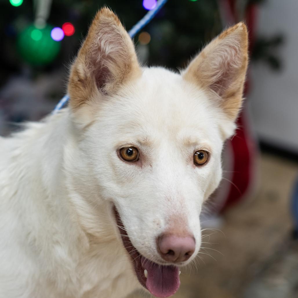 Enlarge CLOVER-30056, a Adoptable mixed breed in Bartlett, TN image 2/4