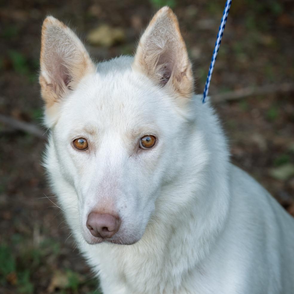 Enlarge CLOVER-30056, a Adoptable mixed breed in Bartlett, TN image 3/4