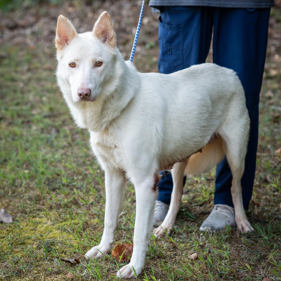 Enlarge CLOVER-30056, a Adoptable mixed breed in Bartlett, TN image 4/4