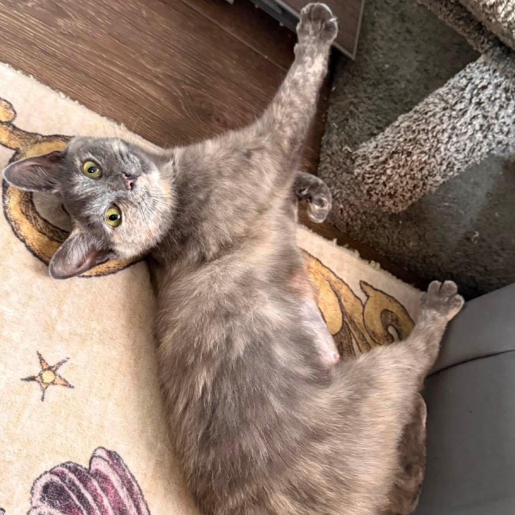 Cricket, a Adoptable Domestic Short Hair in Parkersburg, WV image 1/5