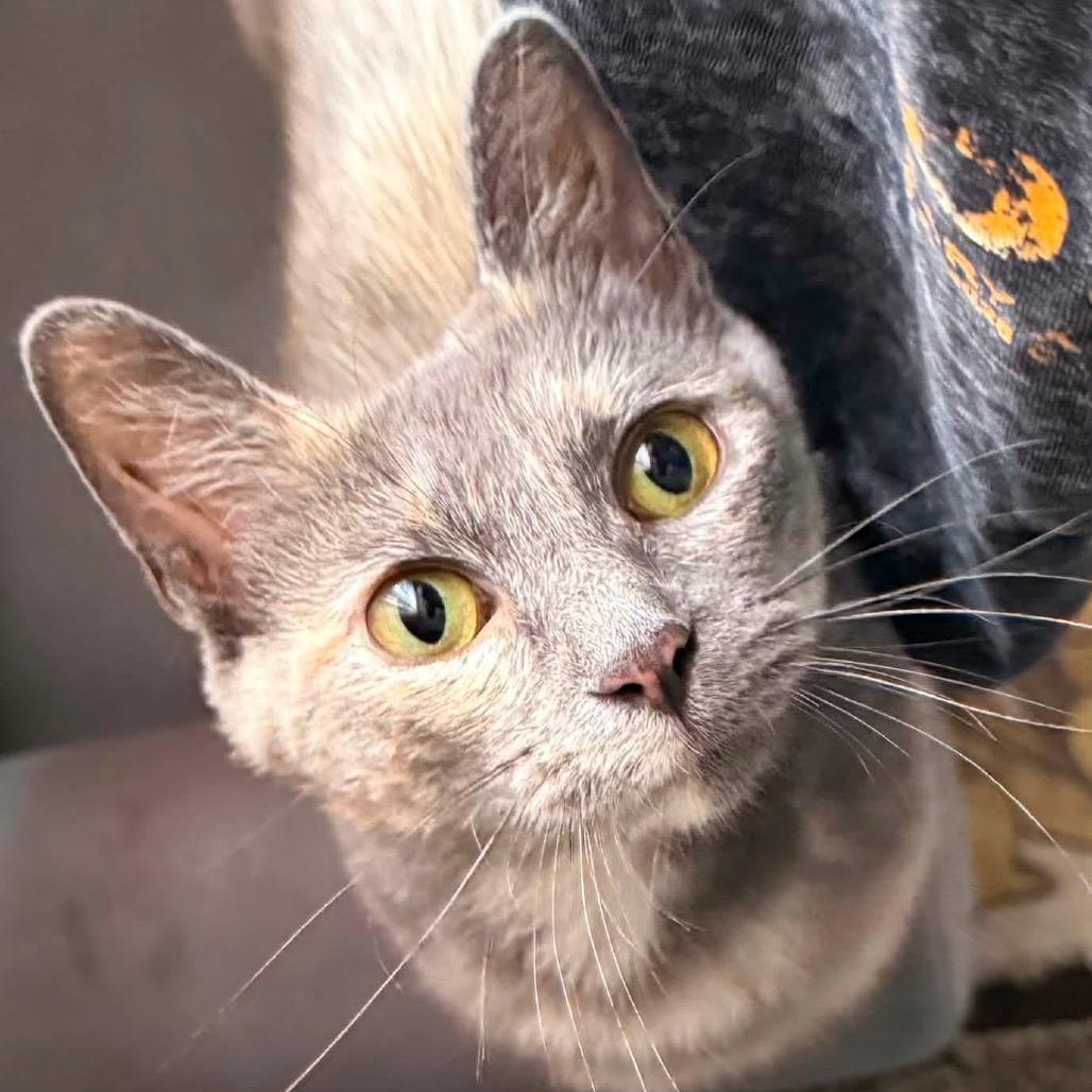 Cricket, a Adoptable Domestic Short Hair in Parkersburg, WV image 2/5