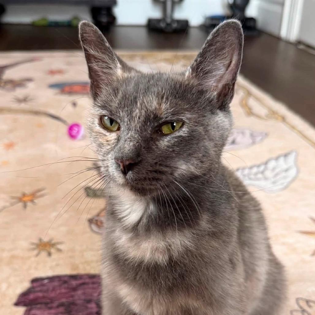 Cricket, a Adoptable Domestic Short Hair in Parkersburg, WV image 3/5