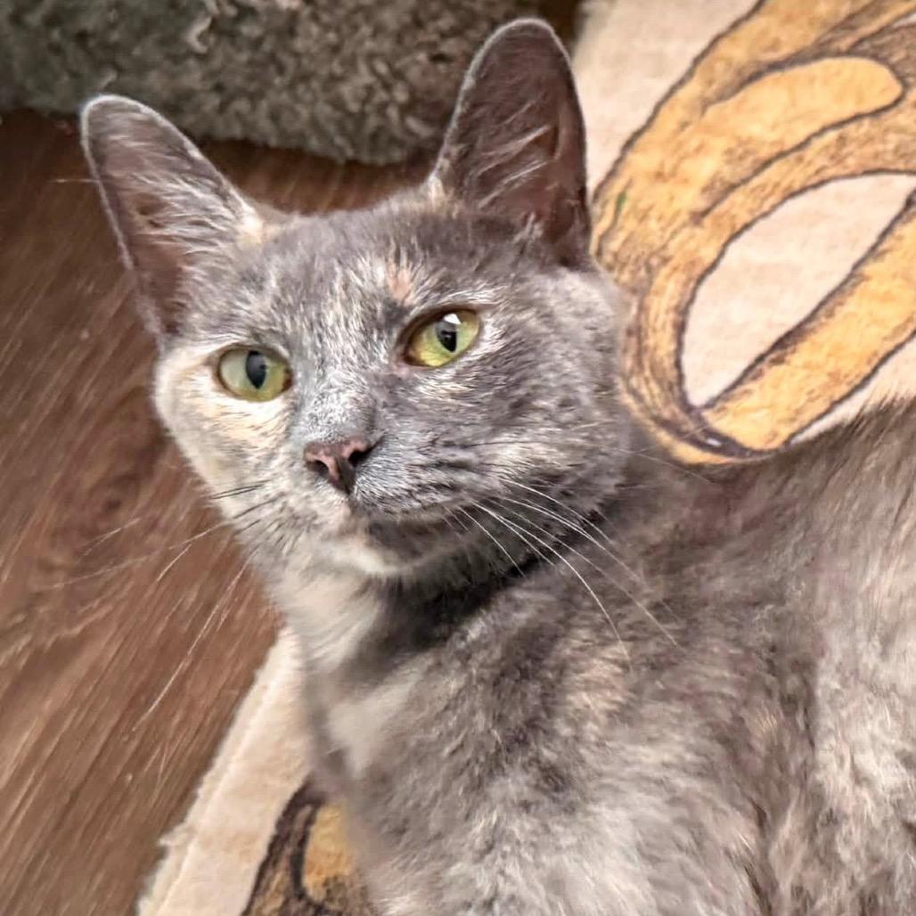 Cricket, a Adoptable Domestic Short Hair in Parkersburg, WV image 4/5