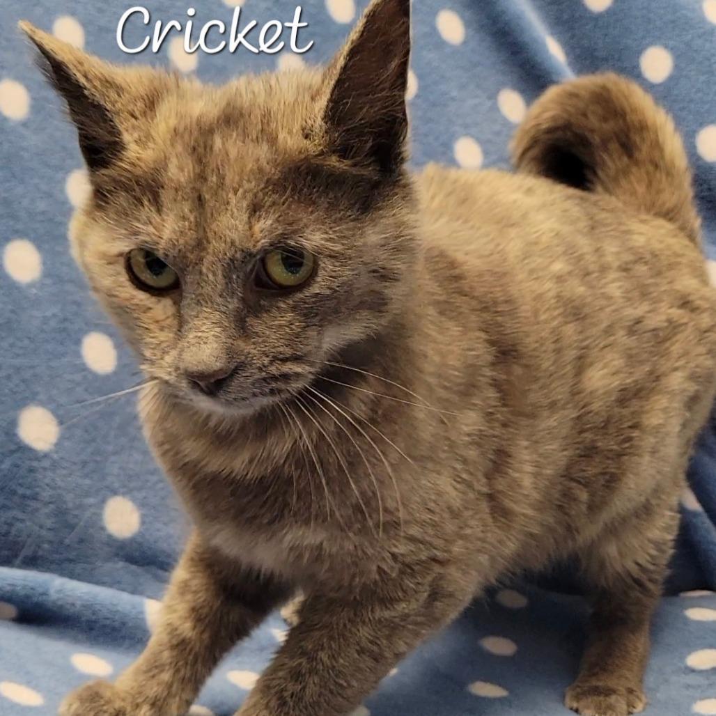 Cricket, a Adoptable Domestic Short Hair in Parkersburg, WV image 5/5