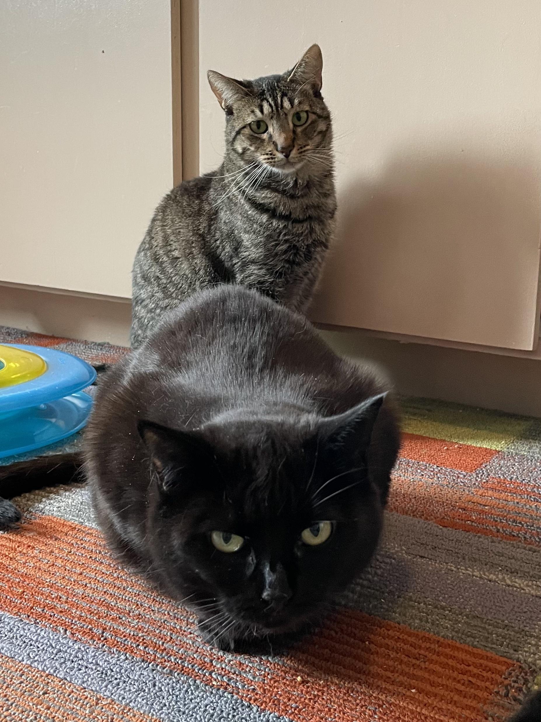 Enlarge Taylor, a Adoptable mixed breed in Santa Fe, NM image 1/6