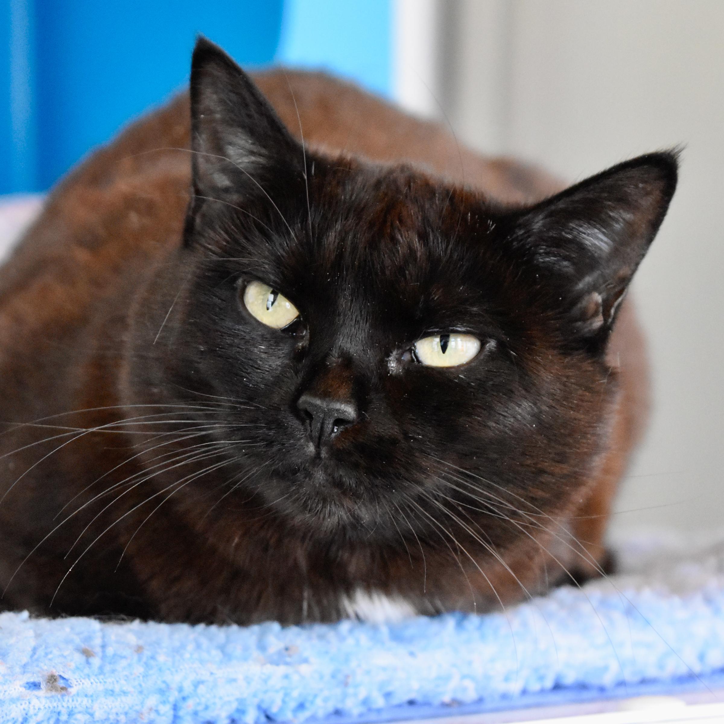 Taylor, Adoptable, Adult Female Domestic Short Hair.