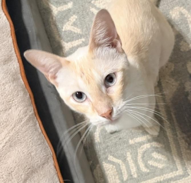 Enlarge Simba 6, a Adoptable mixed breed in Austin, TX image 2/5