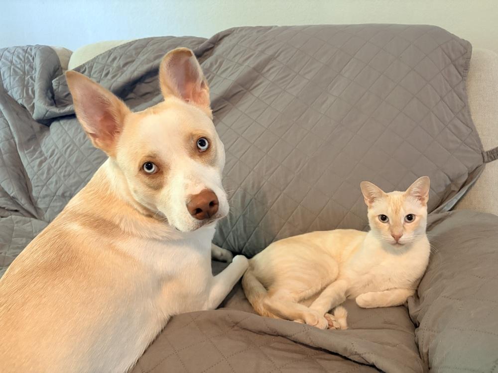 Enlarge Simba 6, a Adoptable mixed breed in Austin, TX image 3/5