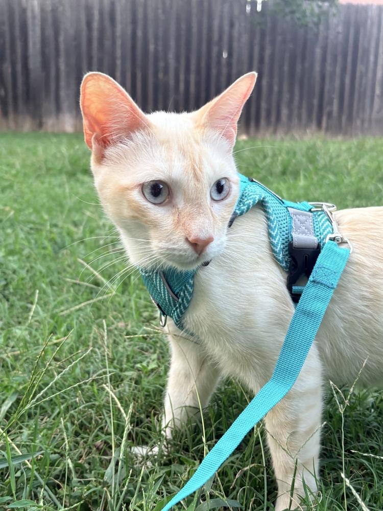 Enlarge Simba 6, a Adoptable mixed breed in Austin, TX image 4/5