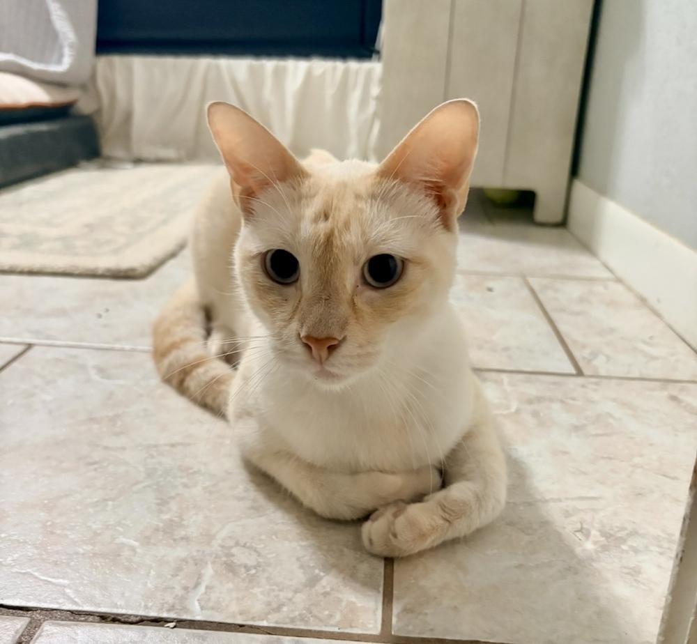 Enlarge Simba 6, a Adoptable mixed breed in Austin, TX image 5/5