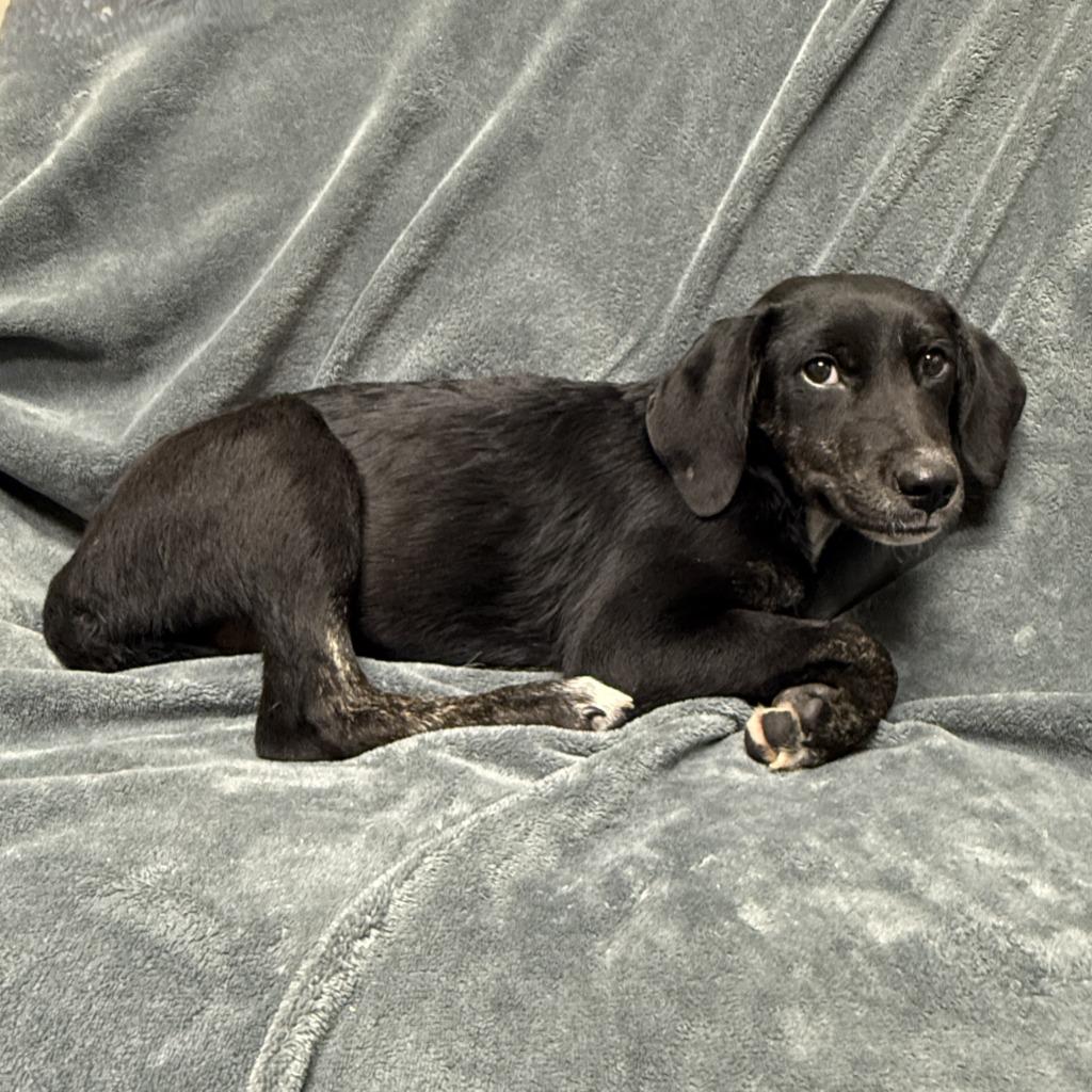 Enlarge Mary, a Adoptable mixed breed in Brenham, TX image 5/6