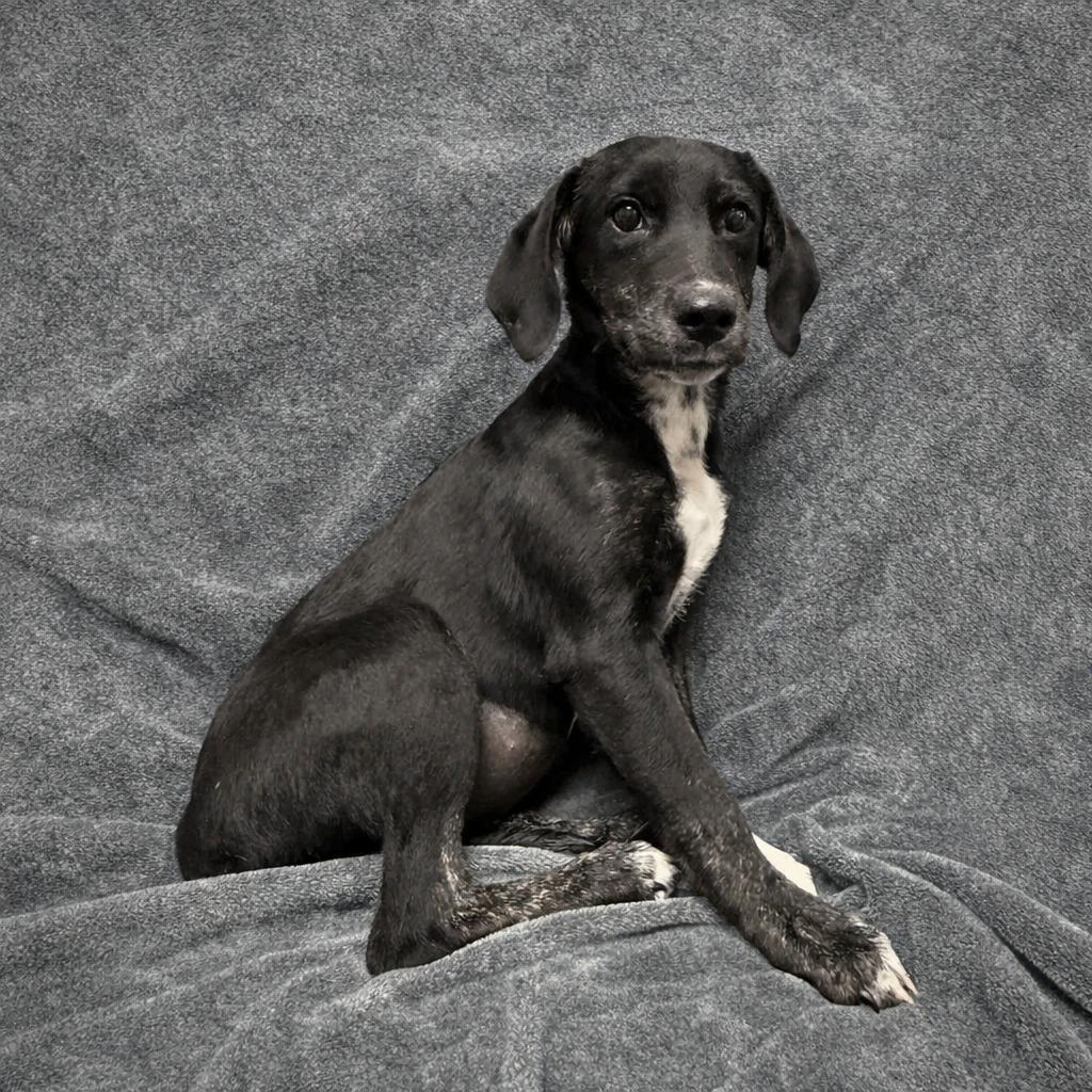 Enlarge Mary, a Adoptable mixed breed in Brenham, TX image 2/6