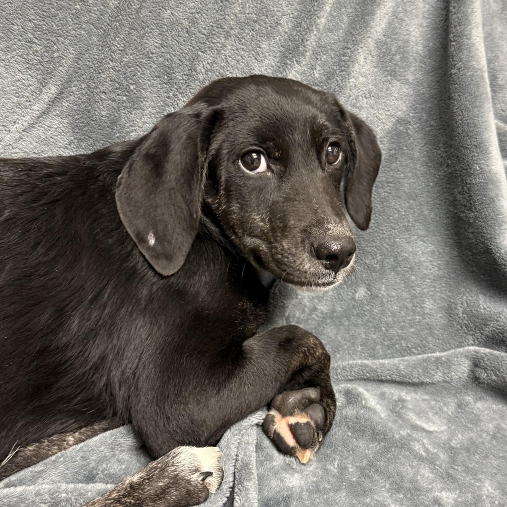 Enlarge Mary, a Adoptable mixed breed in Brenham, TX image 3/6