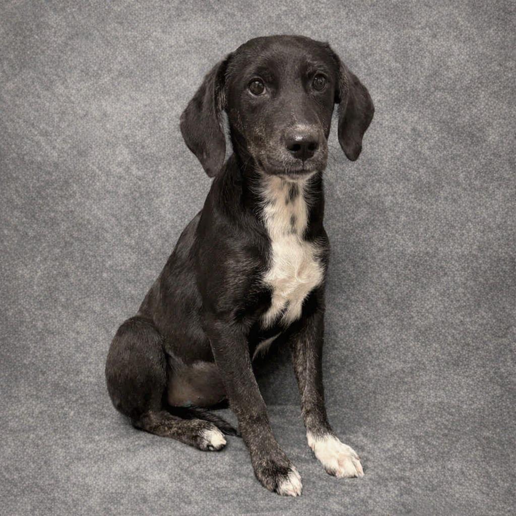 Enlarge Mary, a Adoptable mixed breed in Brenham, TX image 4/6