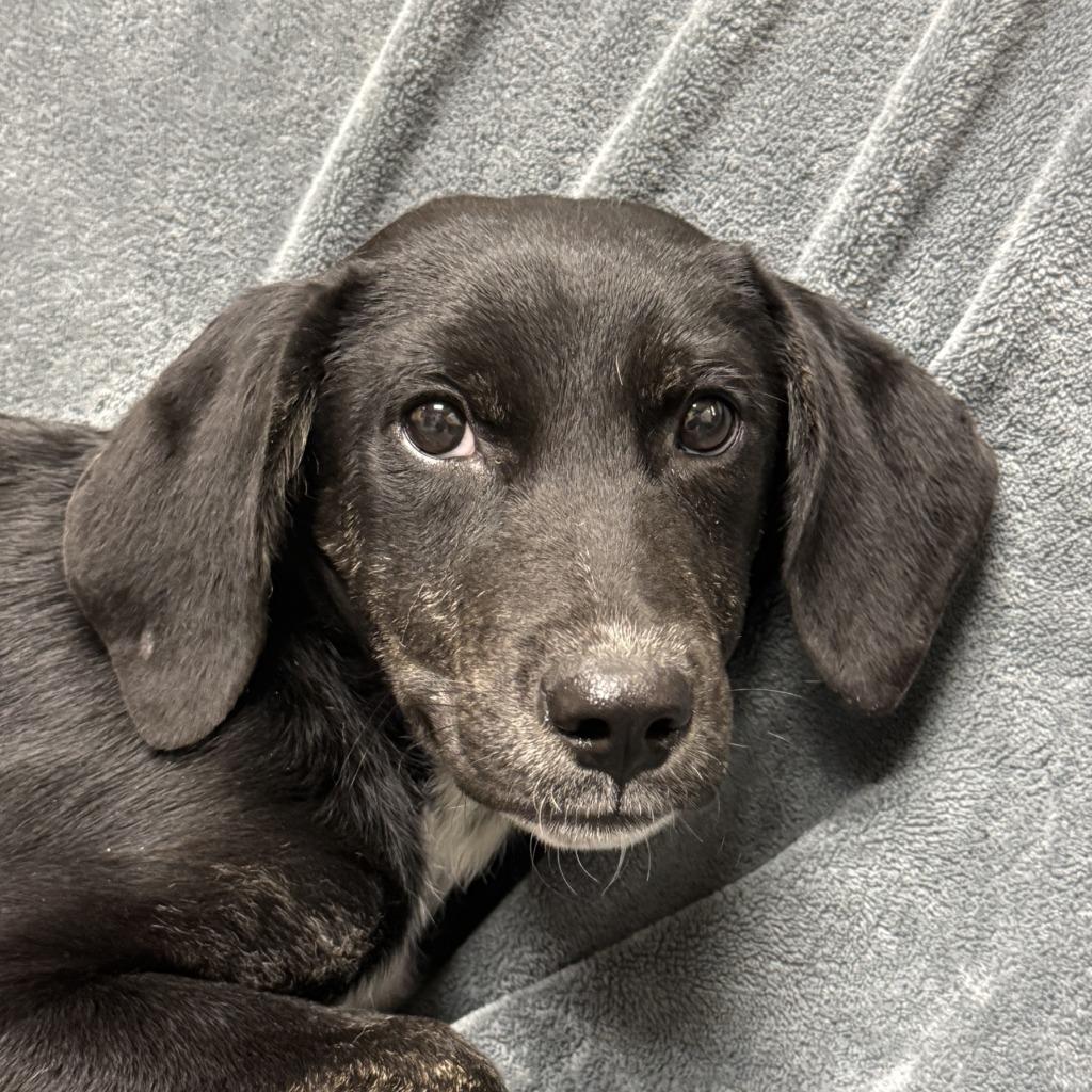 Enlarge Mary, a Adoptable mixed breed in Brenham, TX image 1/6