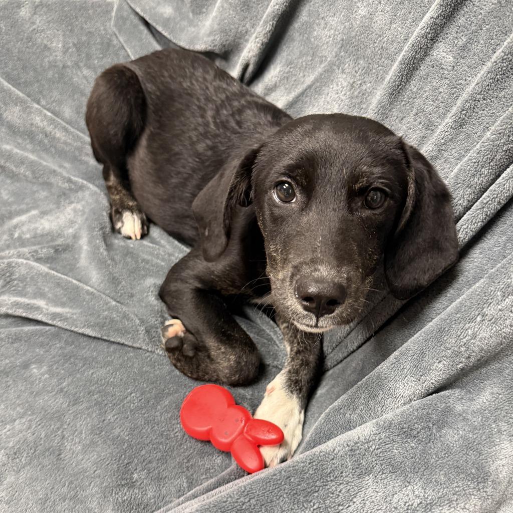 Enlarge Mary, a Adoptable mixed breed in Brenham, TX image 6/6