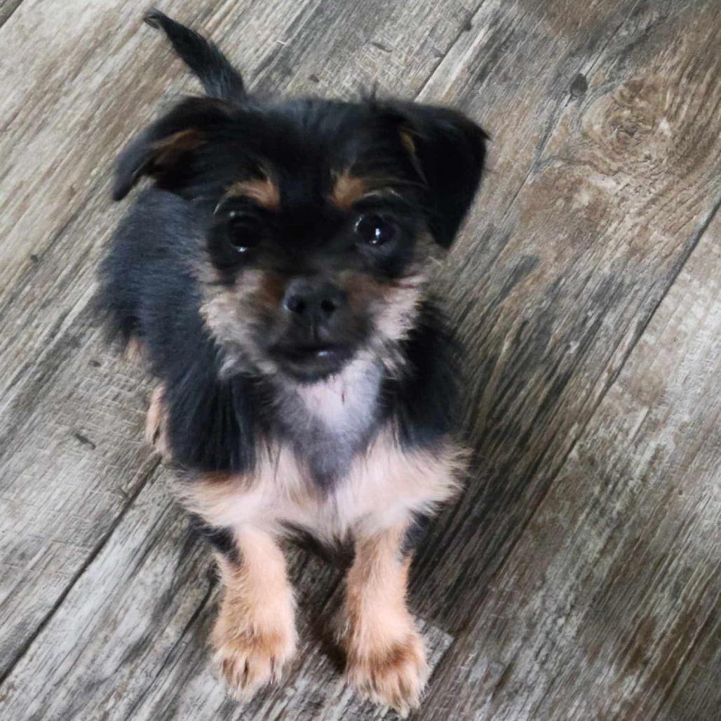 Espresso COMING SOON, Adoptable, Puppy Female Yorkshire Terrier & Terrier.