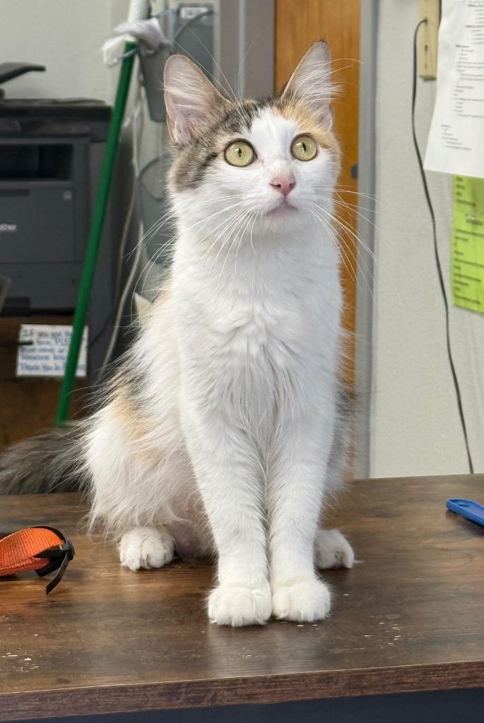 Lundi, Adoptable, Young Female Domestic Medium Hair.