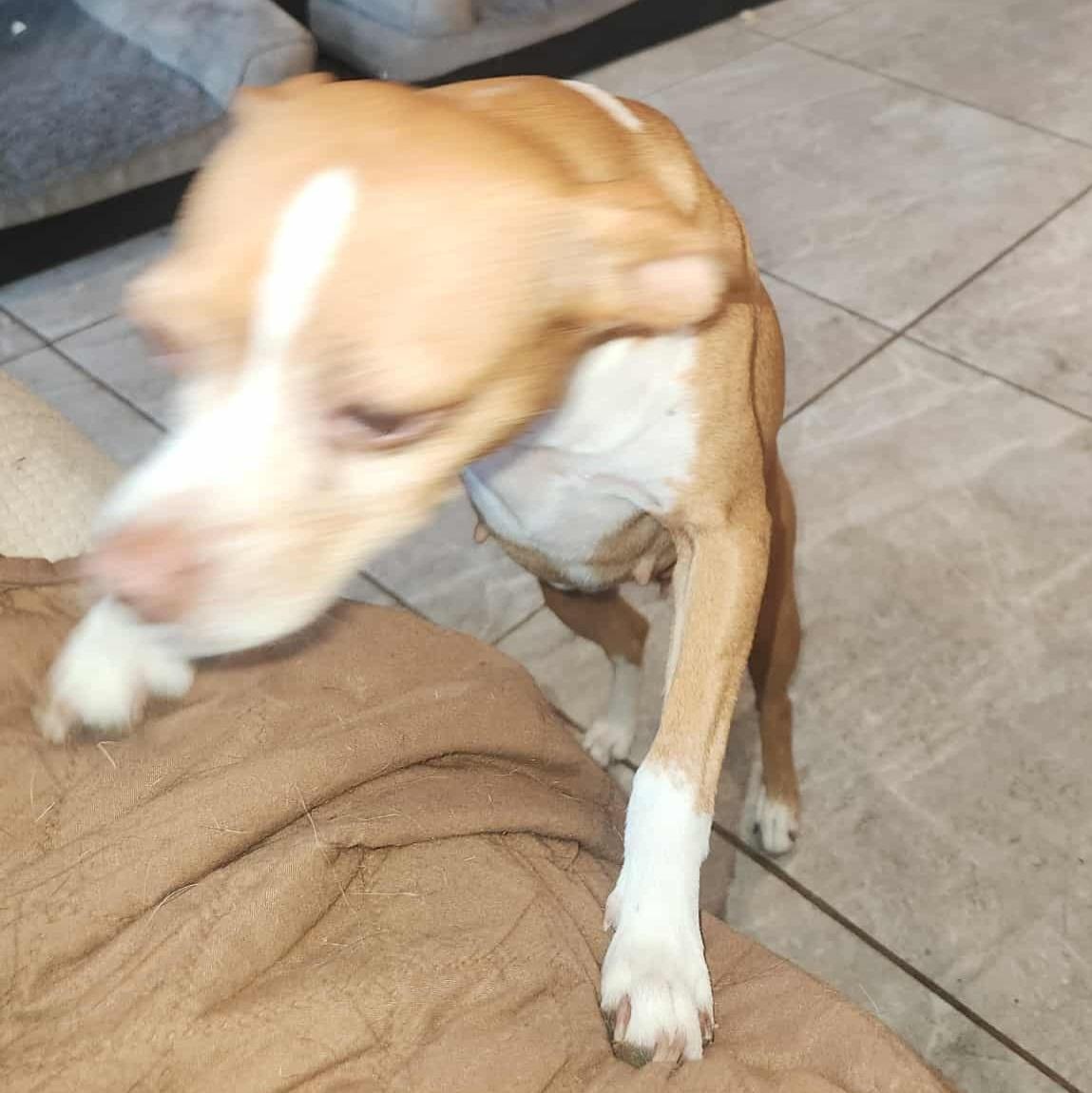 Enlarge Lily, an adoptable mixed breed in Seal Beach, CA image 3/6