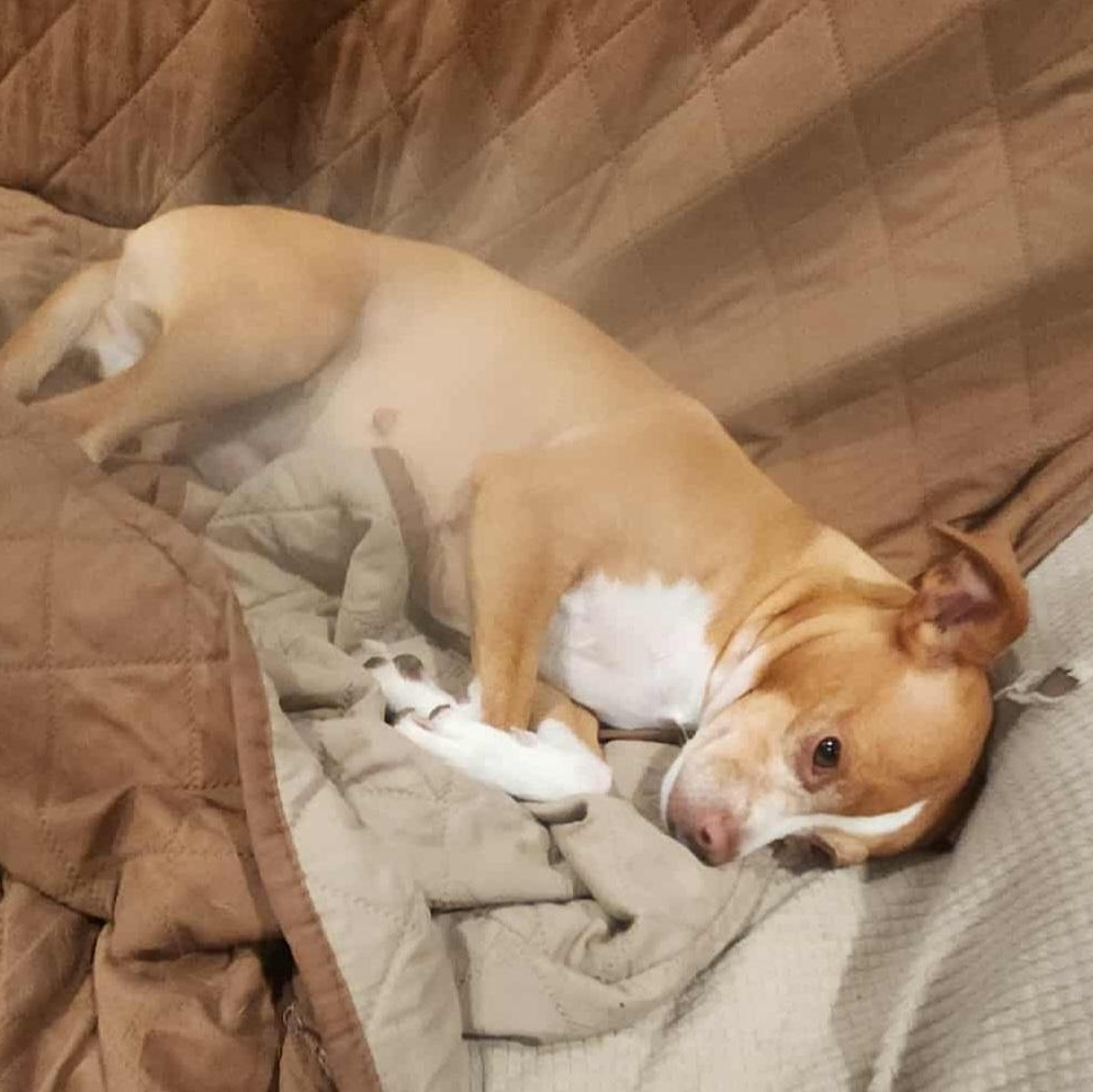 Enlarge Lily, an adoptable mixed breed in Seal Beach, CA image 5/6