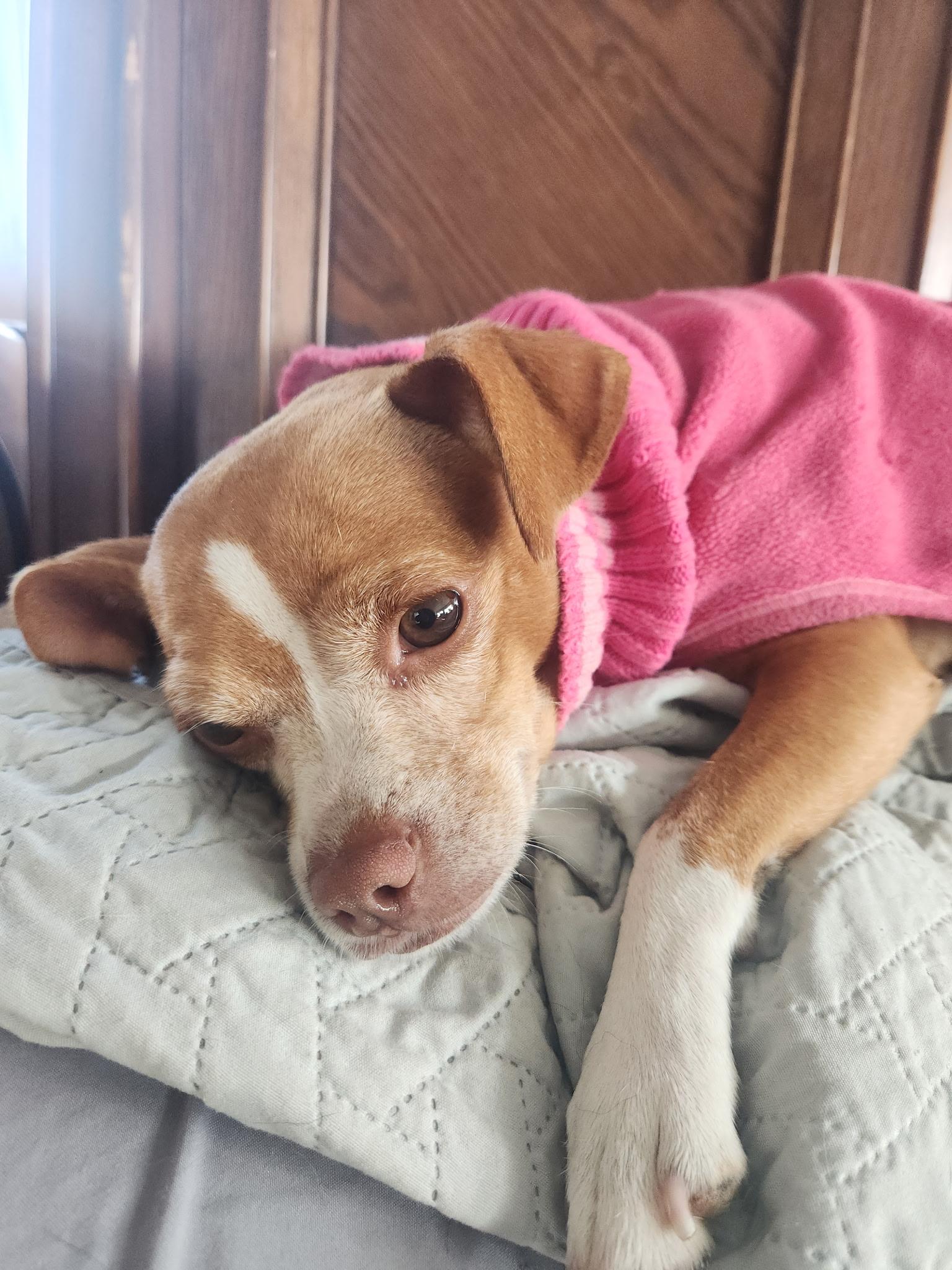 Enlarge Lily, an adoptable mixed breed in Seal Beach, CA image 6/6