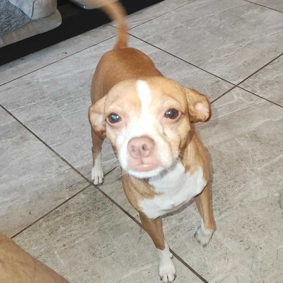 Enlarge Lily, an adoptable mixed breed in Seal Beach, CA image 4/6