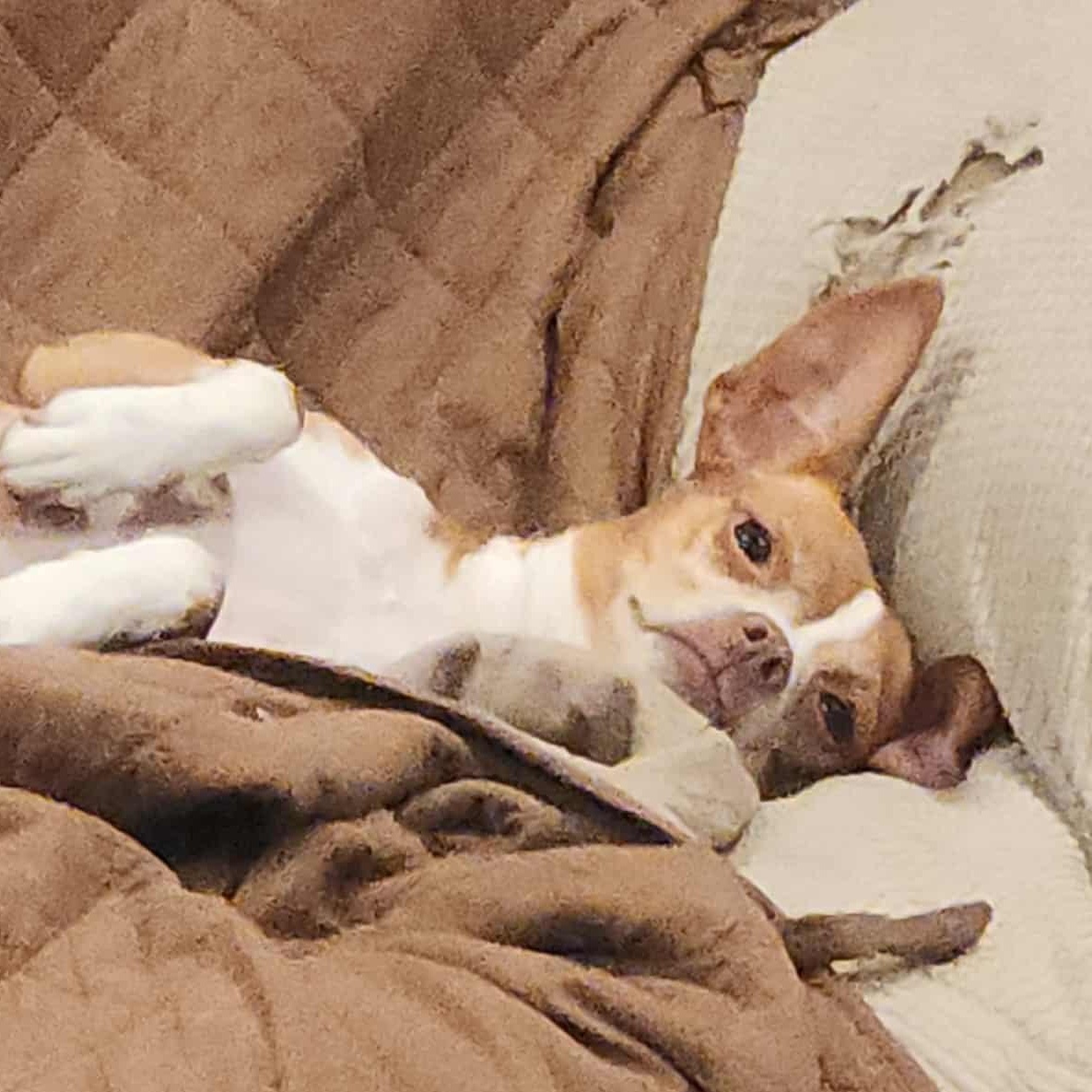 Enlarge Lily, an adoptable mixed breed in Seal Beach, CA image 2/6