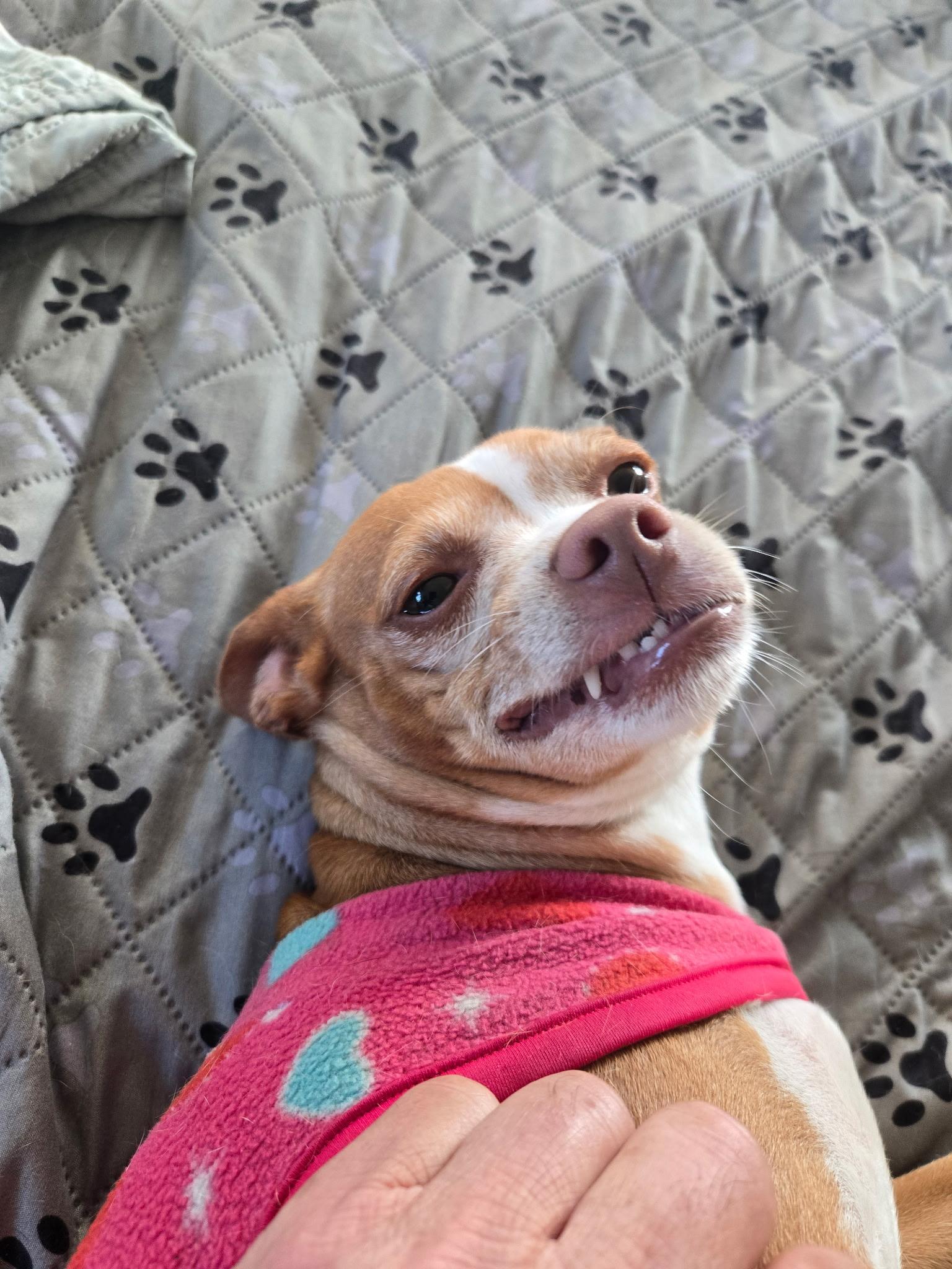 Lily, adoptable, Adult Female Chihuahua & Terrier.