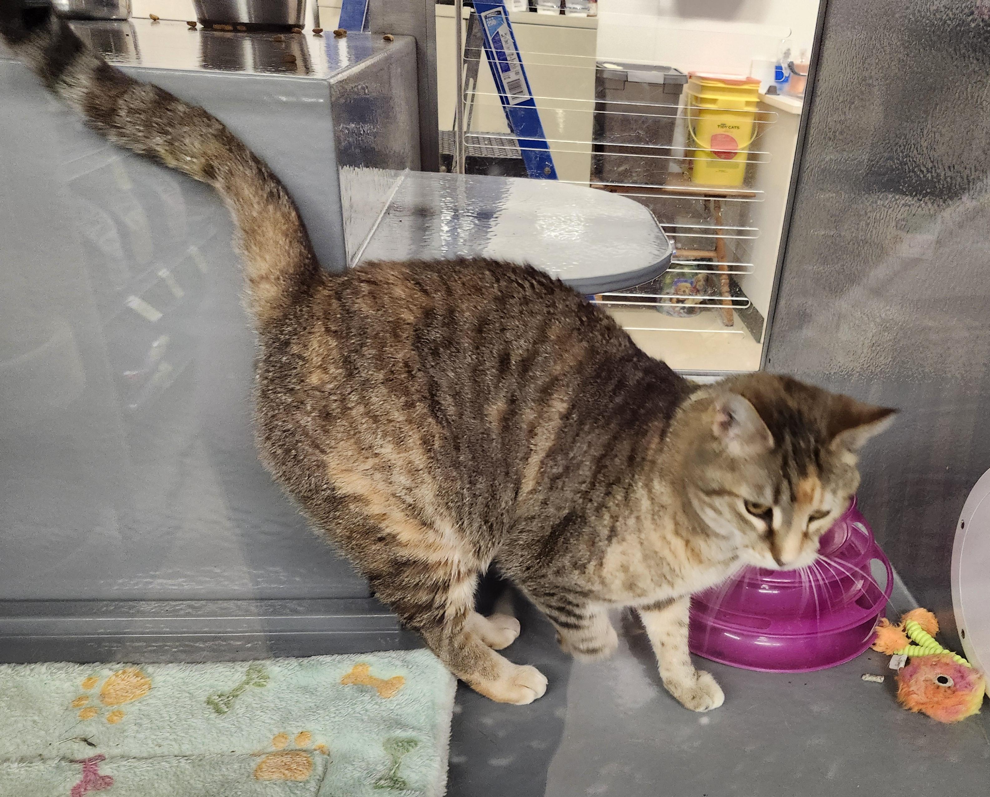 "JASMINE", a ADOPTABLE mixed breed in North East, MD image 5/5