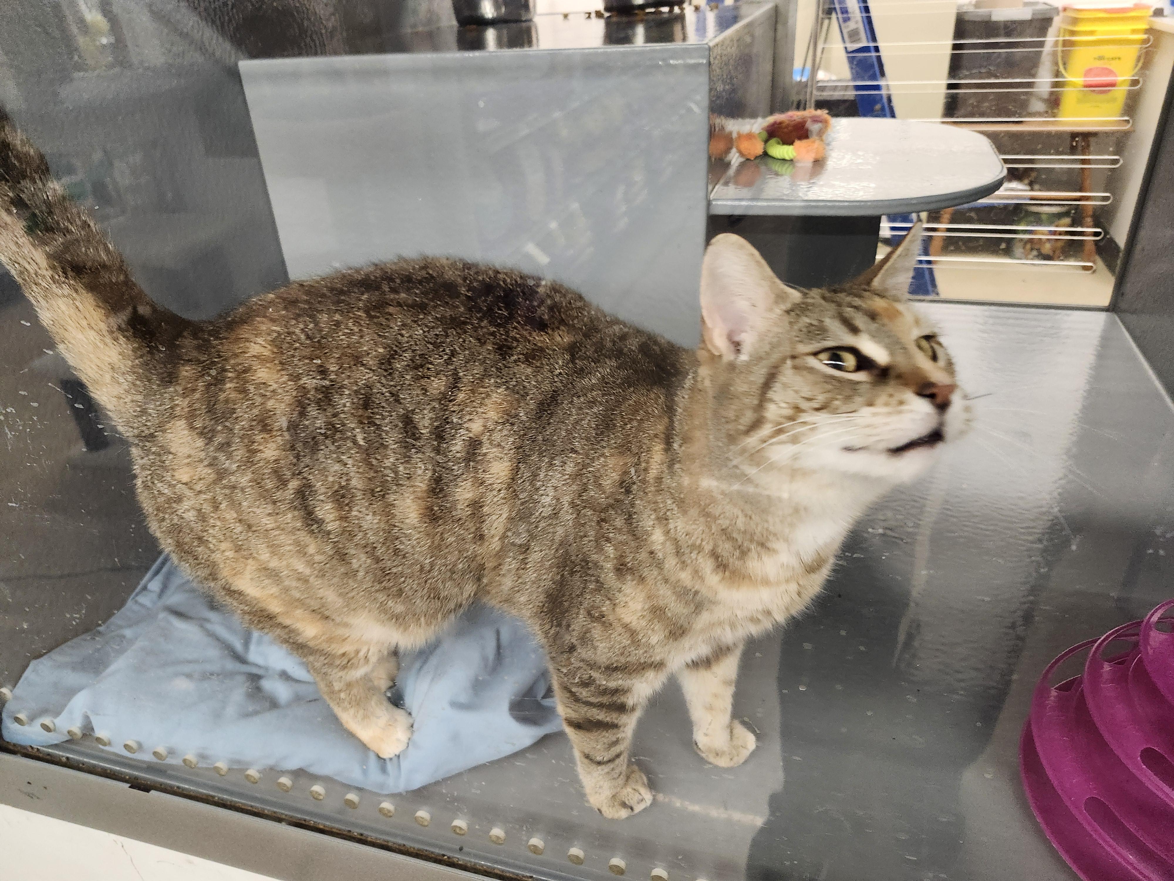 "JASMINE", a ADOPTABLE mixed breed in North East, MD image 3/5