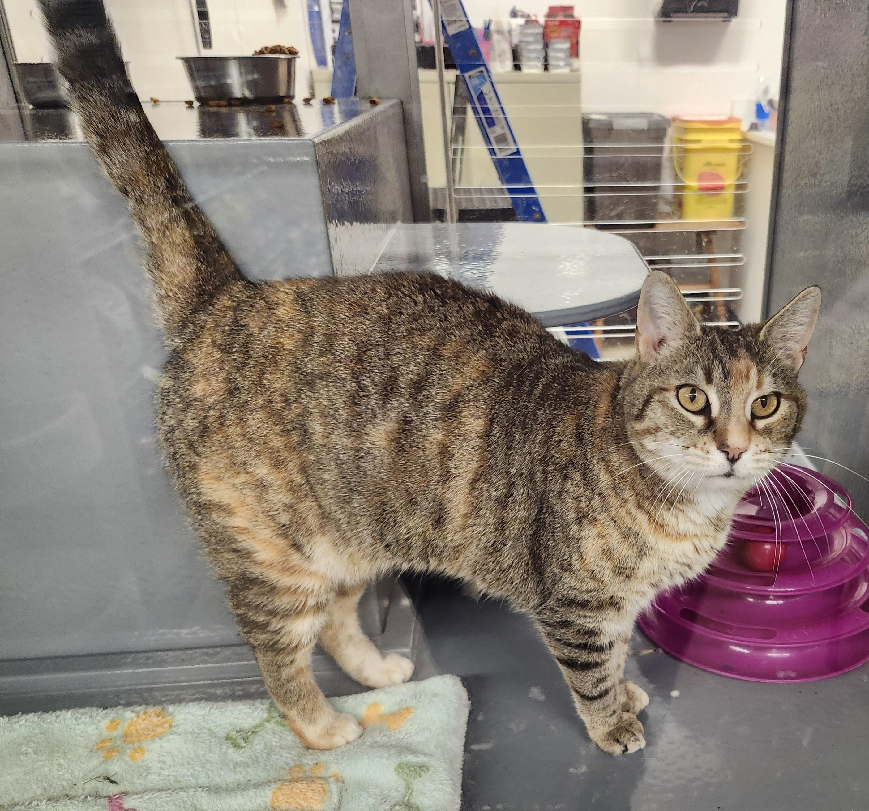 "JASMINE", a ADOPTABLE mixed breed in North East, MD image 1/5