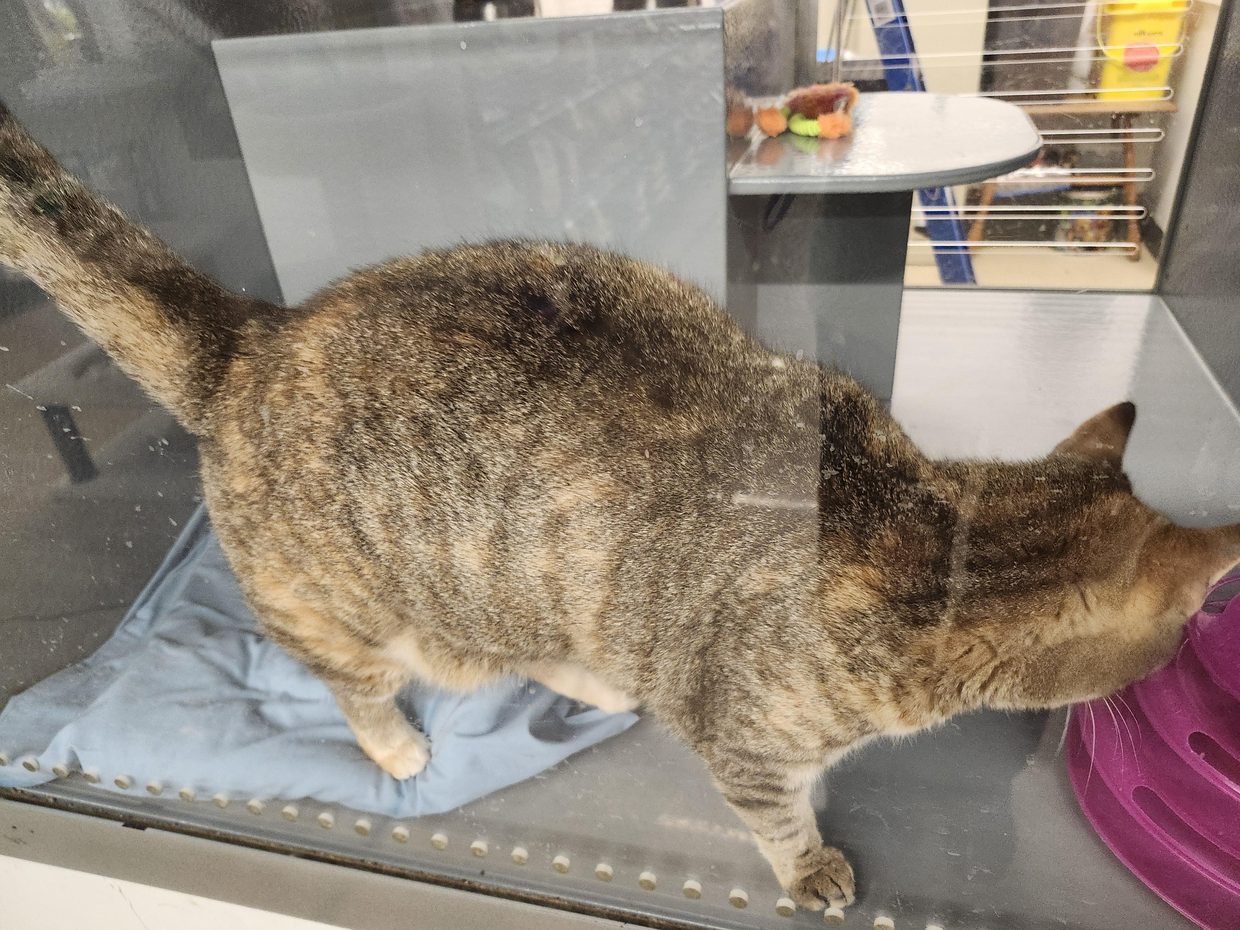 "JASMINE", a ADOPTABLE mixed breed in North East, MD image 4/5
