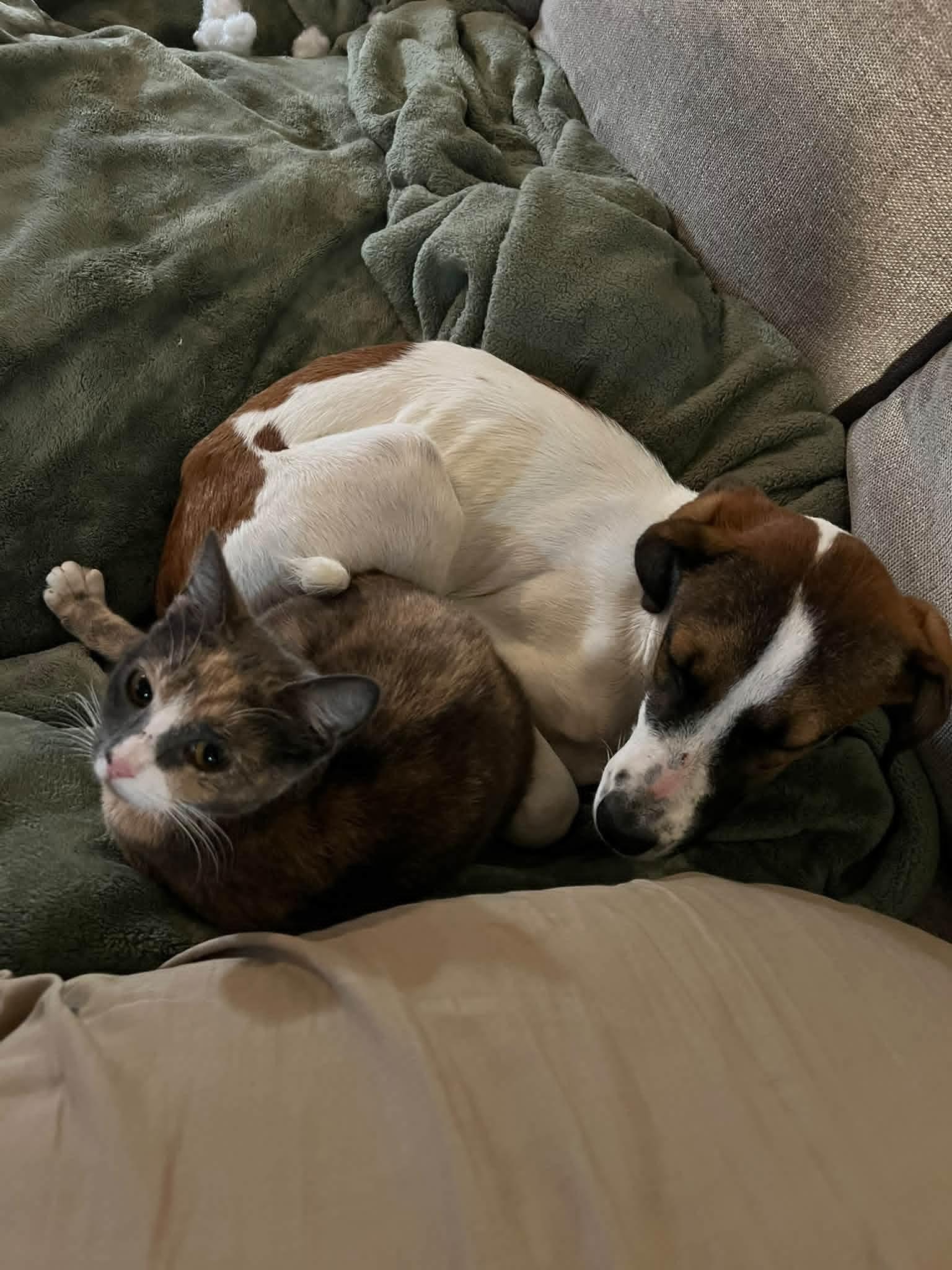 Enlarge Madi Mae, a Adopted mixed breed in Salamanca, NY image 5/6