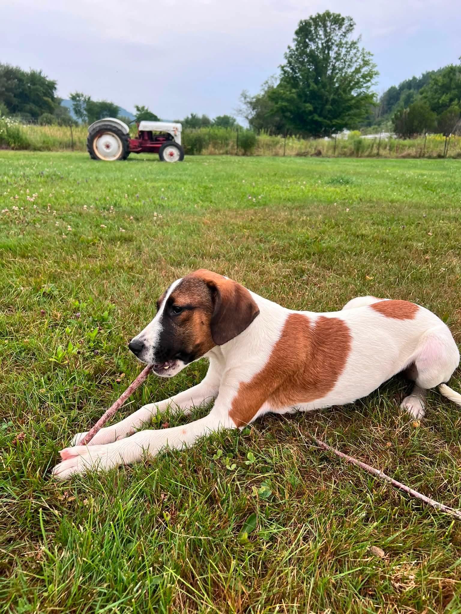 Enlarge Madi Mae, a Adopted mixed breed in Salamanca, NY image 2/6