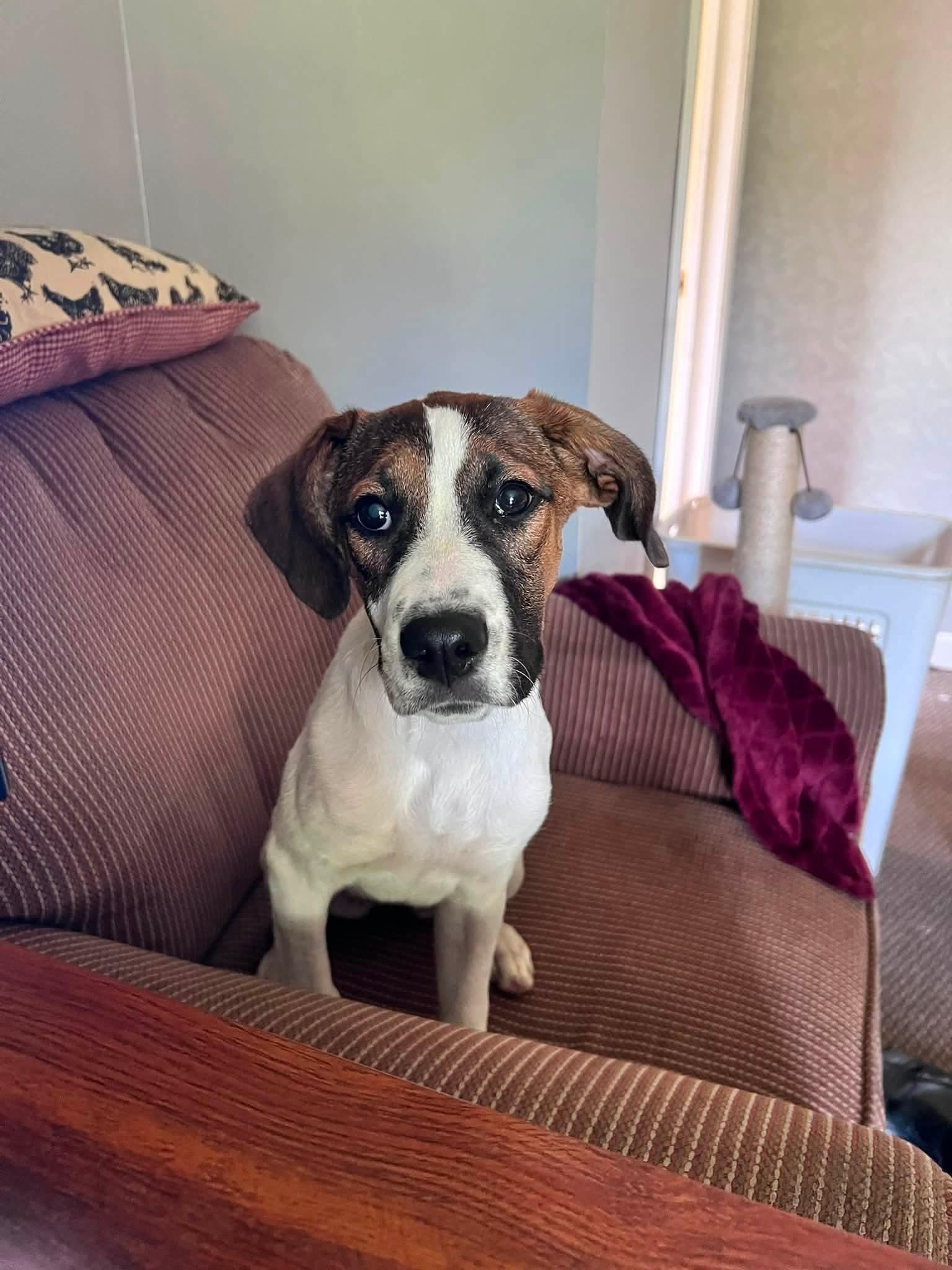 Madi Mae, Adopted, Young Female Mountain Cur.
