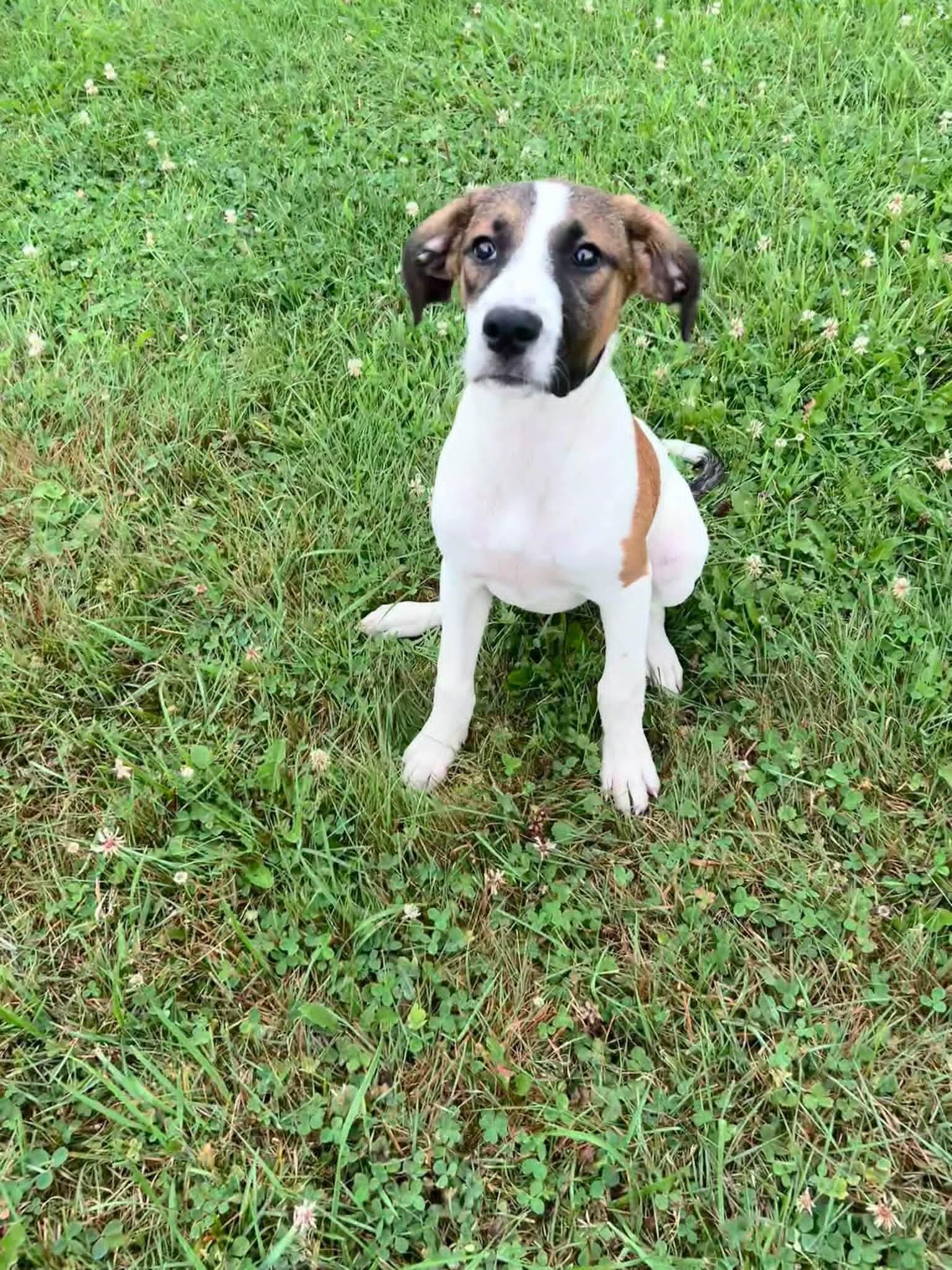 Enlarge Madi Mae, a Adopted mixed breed in Salamanca, NY image 6/6