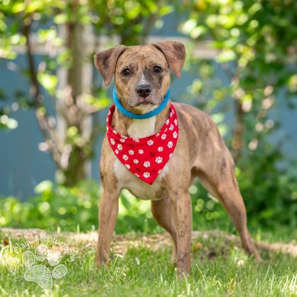 Mandarin, Adoptable, Adult Female Terrier & Mixed Breed.