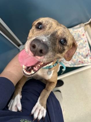 Mandarin, a Adoptable mixed breed in Honolulu, HI image 2/3