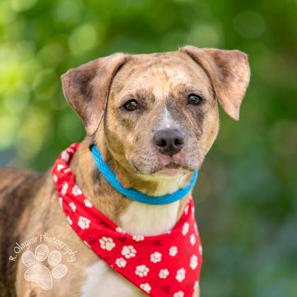 Mandarin, a Adoptable mixed breed in Honolulu, HI image 3/3