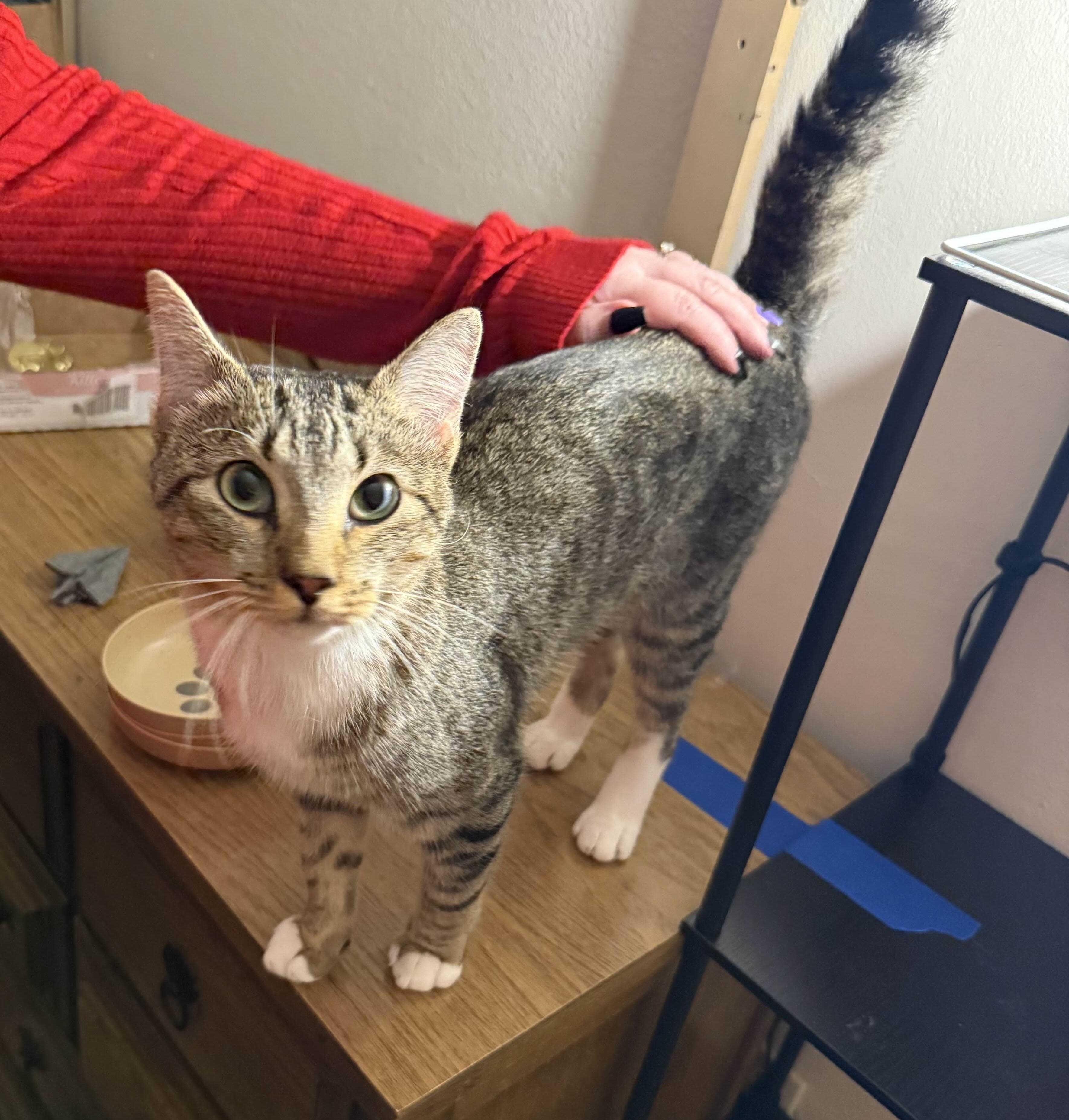 Young Gentleman, a Adoptable mixed breed in Perrysburg, OH image 1/6